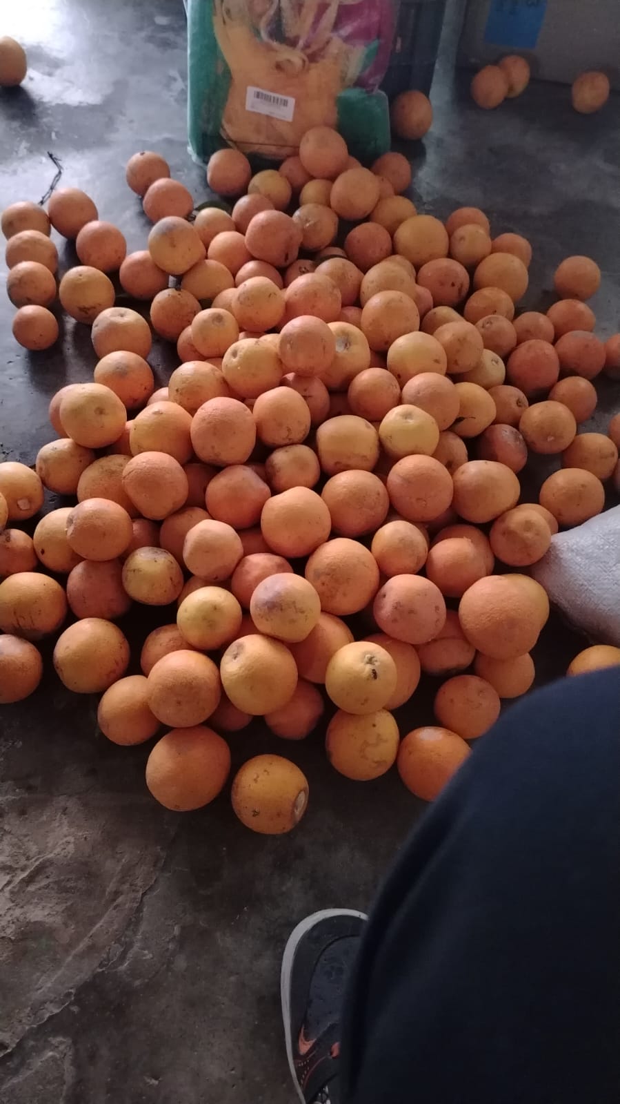 Naranja sin semilla