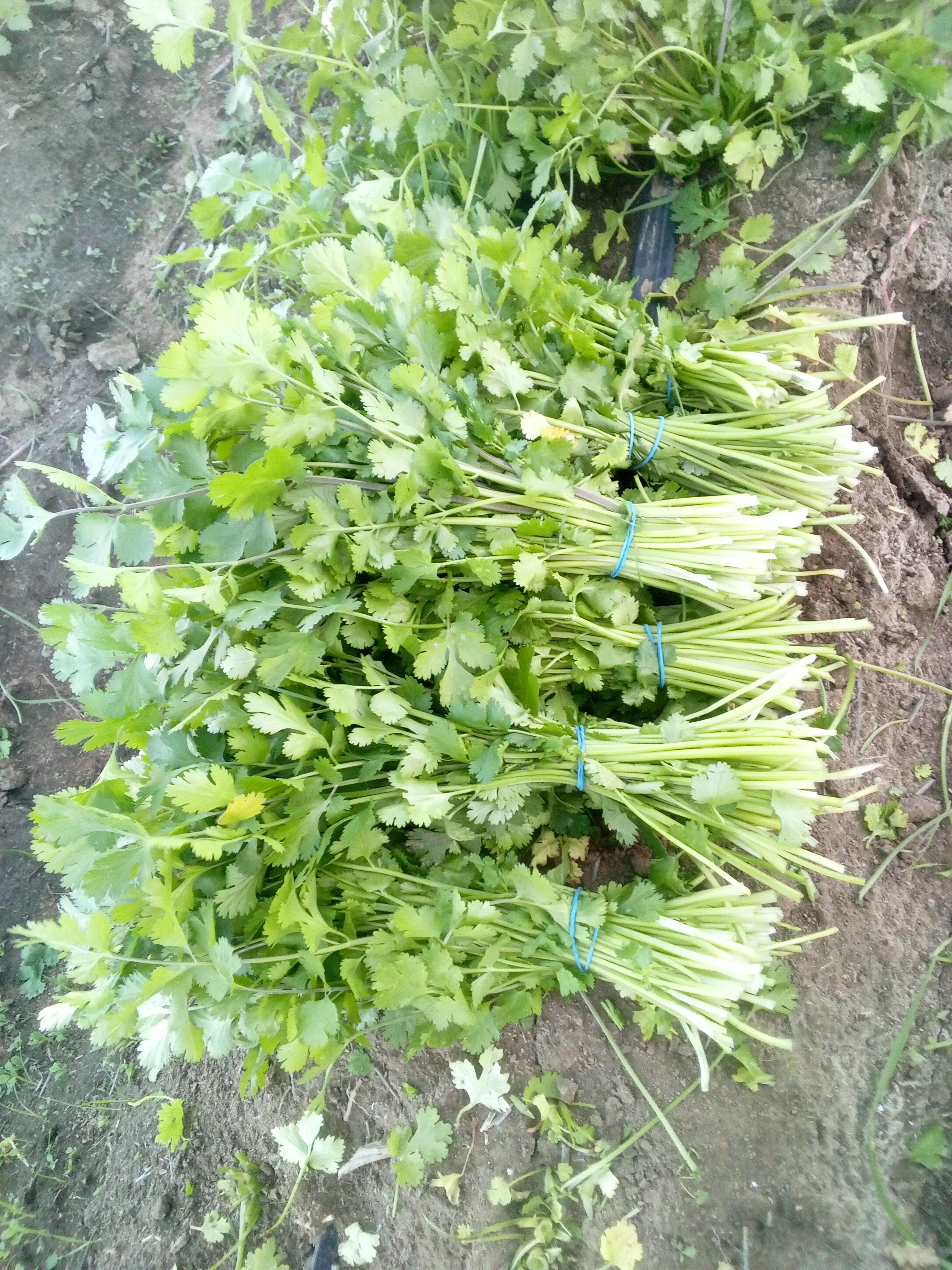 Cilantro